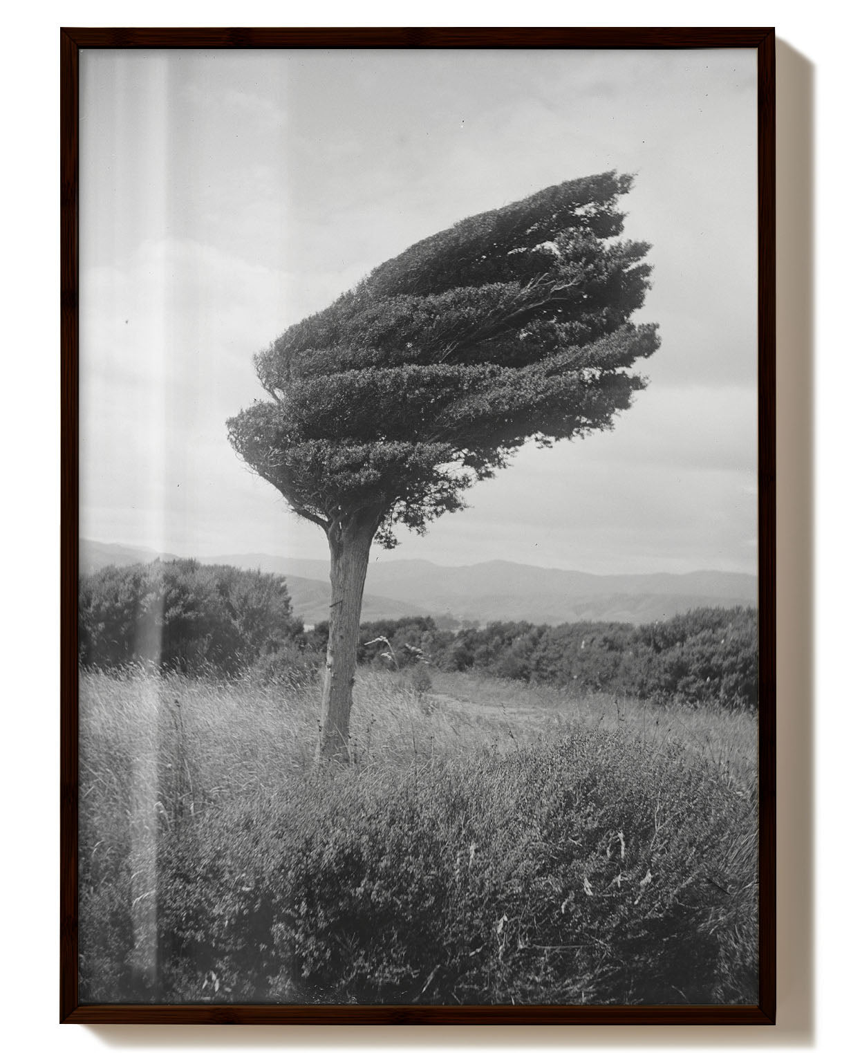 Fighting Tree Poster – Print Material Wandbild, moderne Kunst & Fine Art Print von Spawnd, handgefertigt & Made in Germany