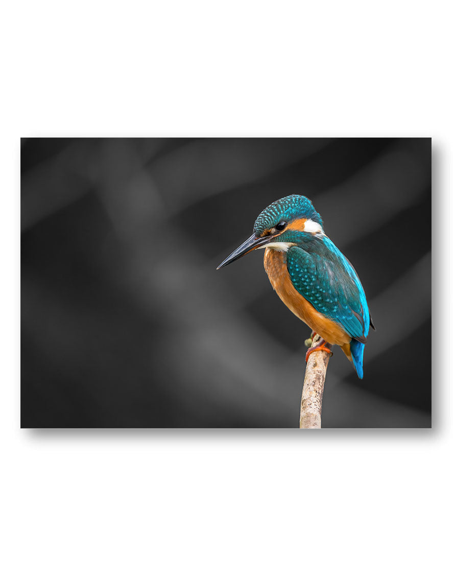 Kingfisher Poster – Print Material Wandbild, moderne Kunst & Fine Art Print von Spawnd, handgefertigt & Made in Germany