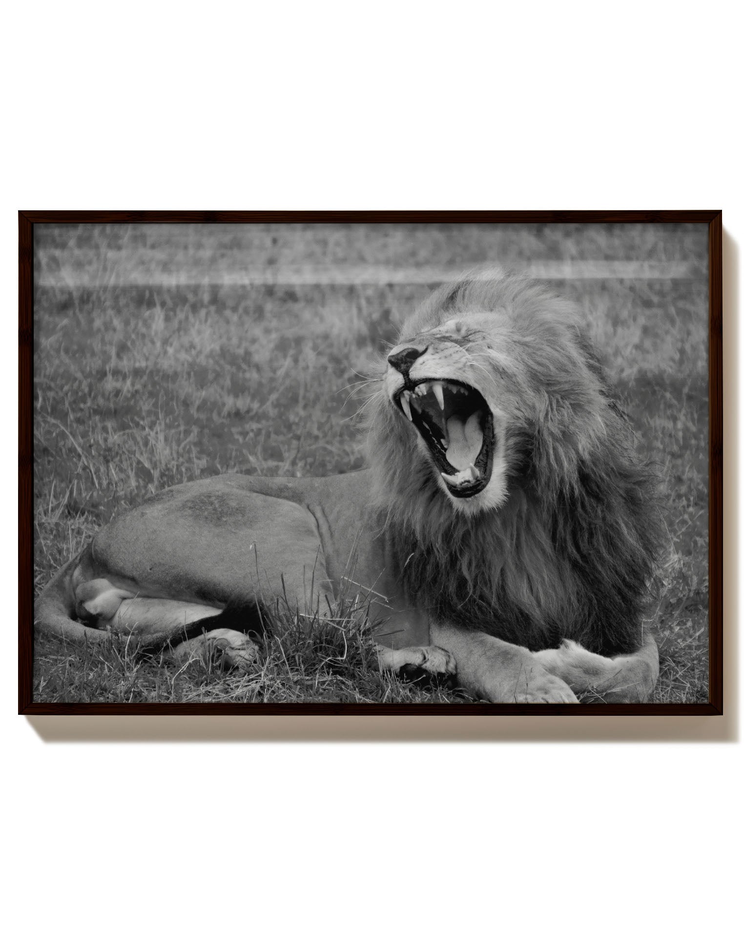 Lion Poster – Print Material Wandbild, moderne Kunst & Fine Art Print von Spawnd, handgefertigt & Made in Germany