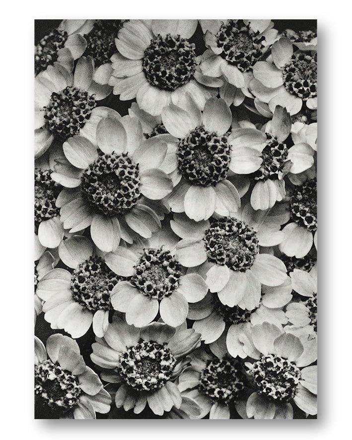 Old Flowers Poster – Print Material Wandbild, moderne Kunst & Fine Art Print von Spawnd, handgefertigt & Made in Germany