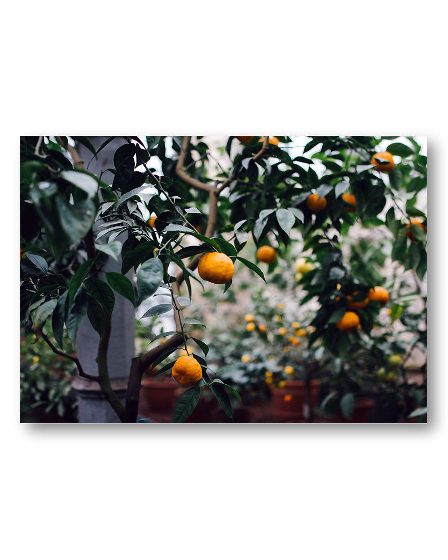Orange Tree Poster – Print Material Wandbild, moderne Kunst & Fine Art Print von Spawnd, handgefertigt & Made in Germany