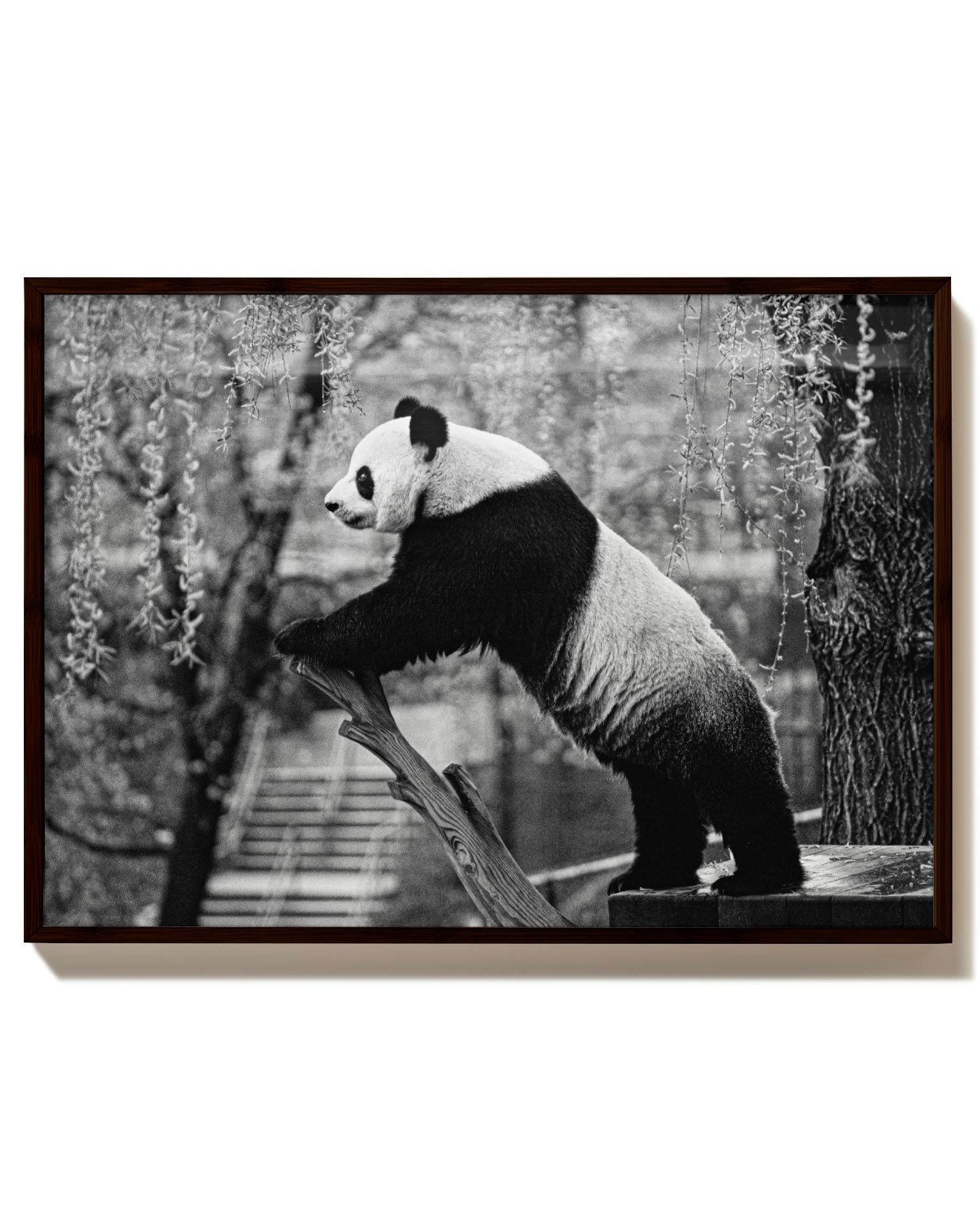 Panda Poster – Print Material Wandbild, moderne Kunst & Fine Art Print von Spawnd, handgefertigt & Made in Germany