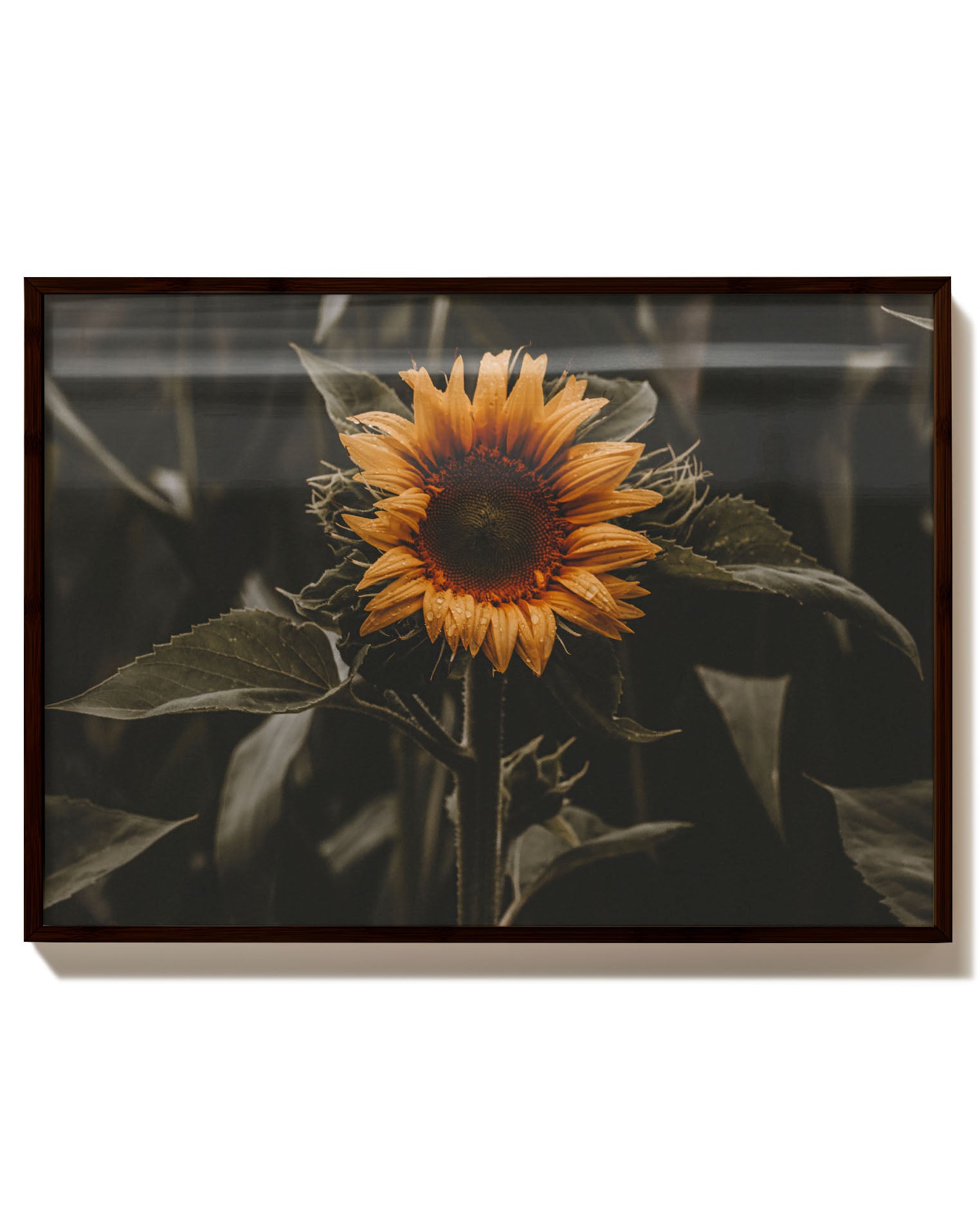 Sunflower Poster – Print Material Wandbild, moderne Kunst & Fine Art Print von Spawnd, handgefertigt & Made in Germany