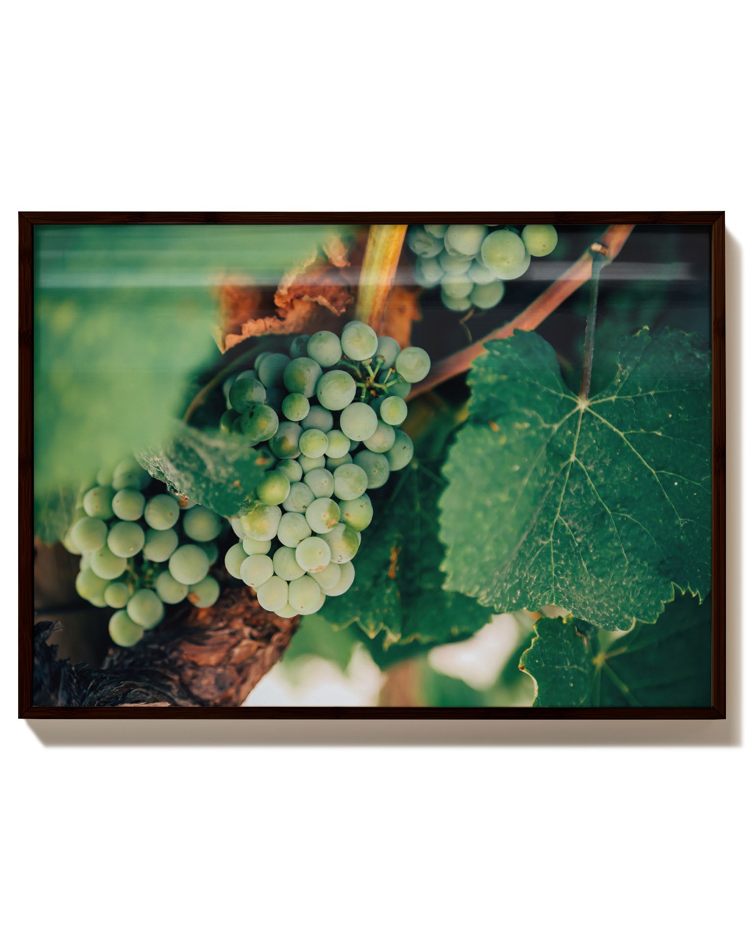 Weinrebe Poster – Print Material Wandbild, moderne Kunst & Fine Art Print von Spawnd, handgefertigt & Made in Germany