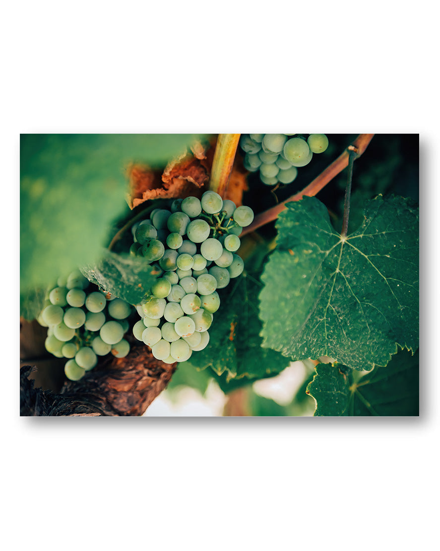 Weinrebe Poster – Print Material Wandbild, moderne Kunst & Fine Art Print von Spawnd, handgefertigt & Made in Germany