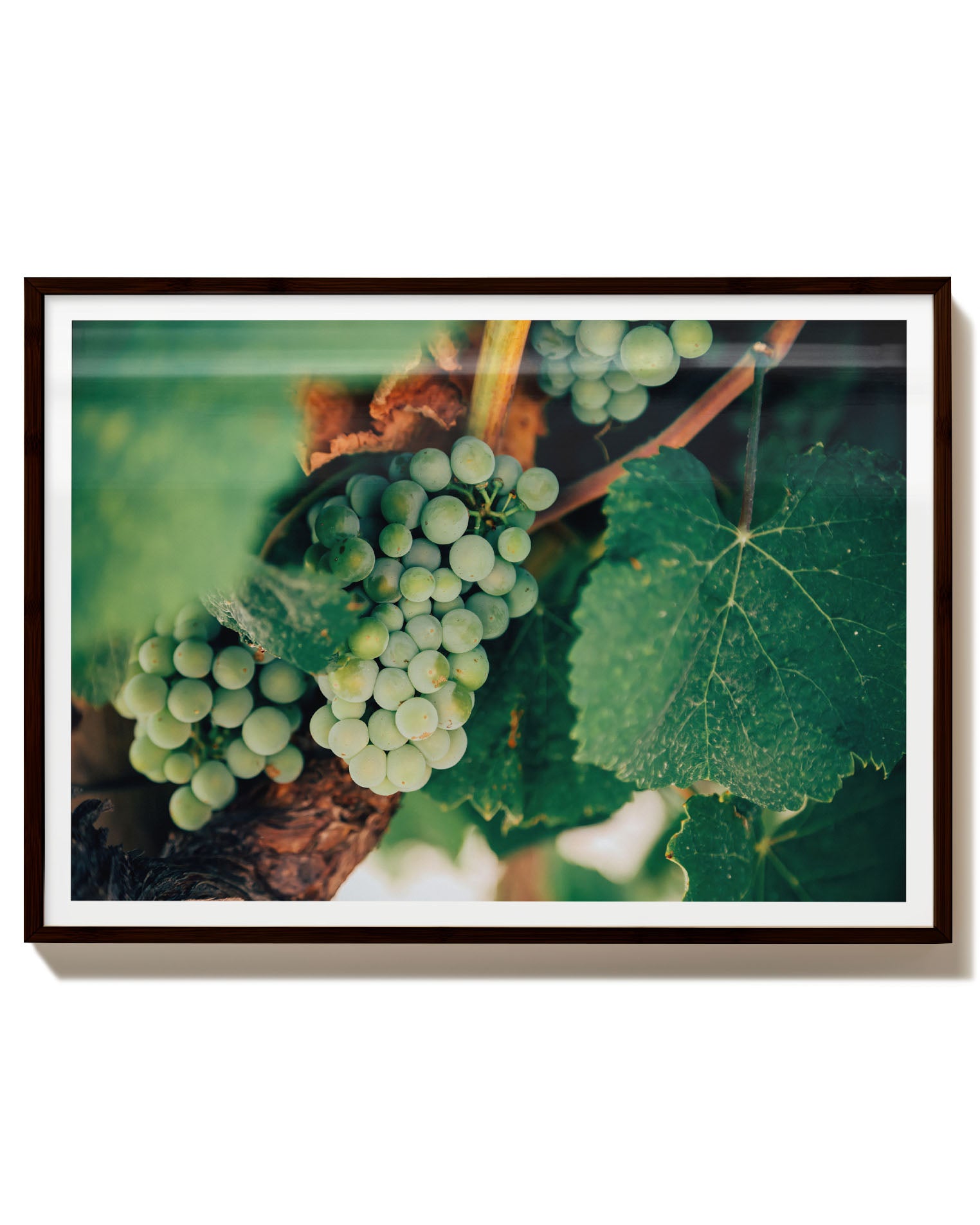 grapevine
