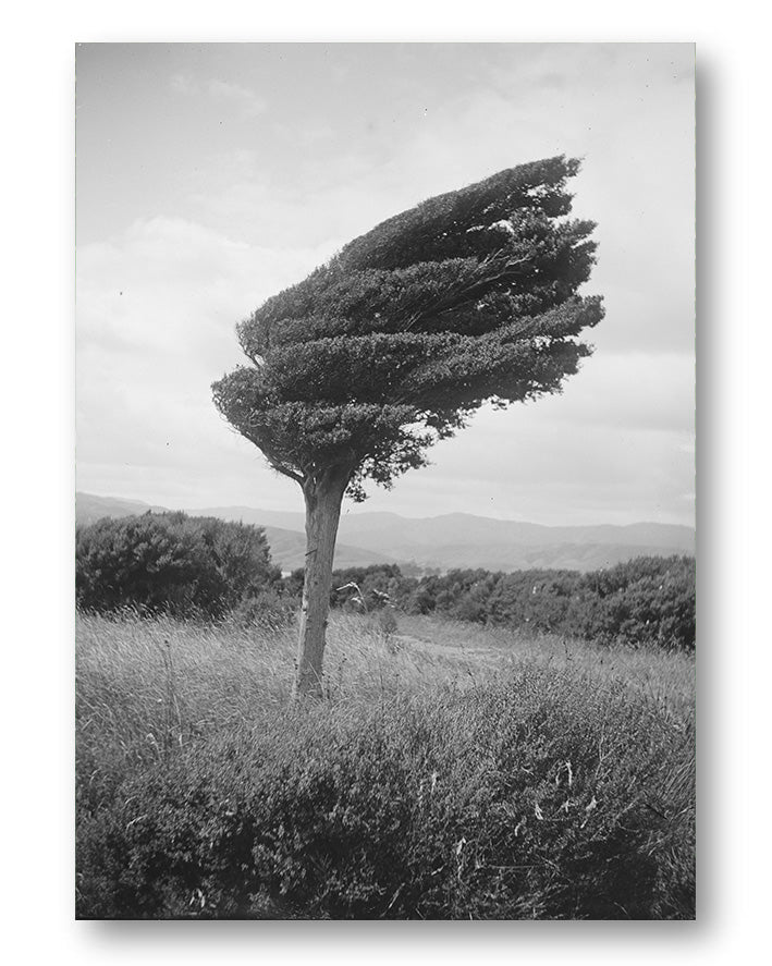 Fighting Tree Poster – Print Material Wandbild, moderne Kunst & Fine Art Print von Spawnd, handgefertigt & Made in Germany