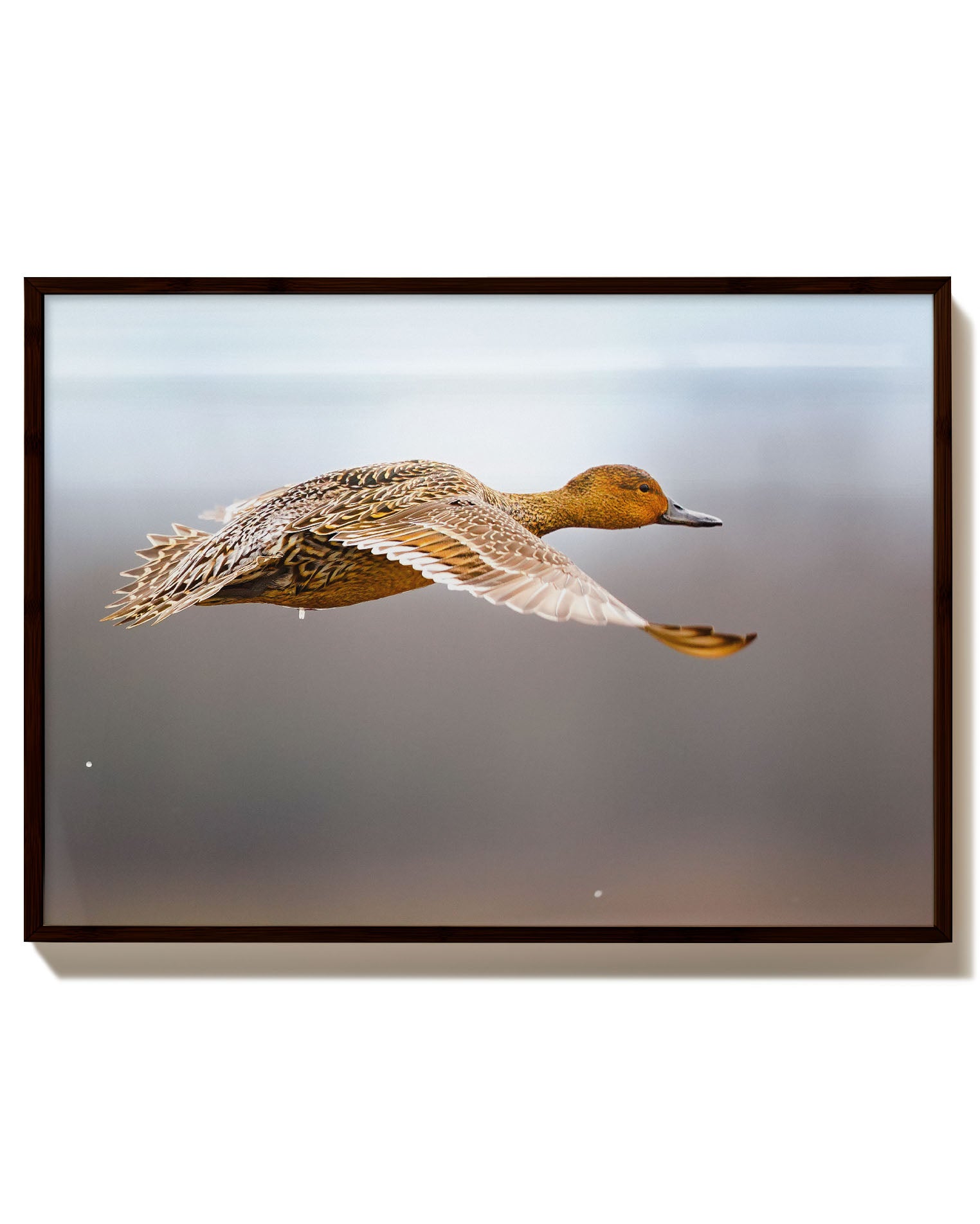 Flying Duck Poster – Print Material Wandbild, moderne Kunst & Fine Art Print von Spawnd, handgefertigt & Made in Germany