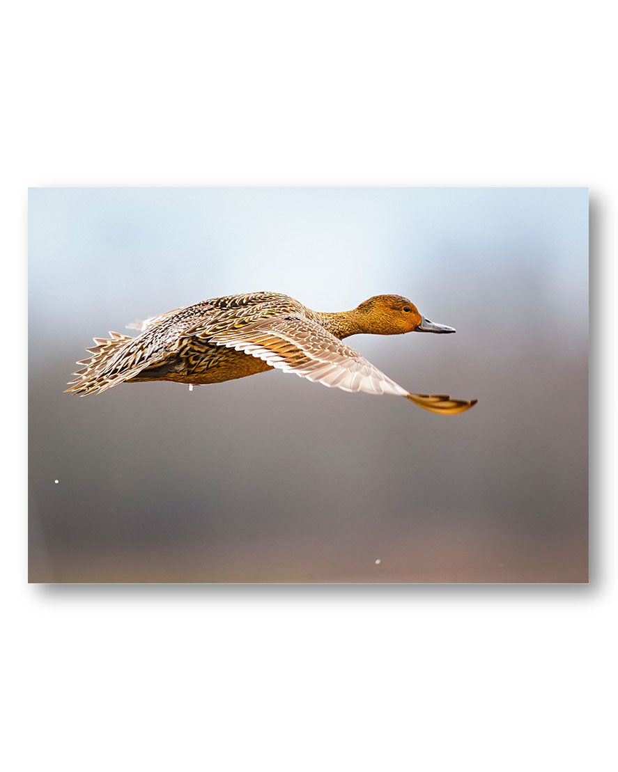 Flying Duck Poster – Print Material Wandbild, moderne Kunst & Fine Art Print von Spawnd, handgefertigt & Made in Germany