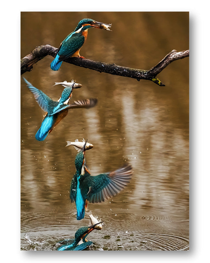 Kingfisher No.2 Poster – Print Material Wandbild, moderne Kunst & Fine Art Print von Spawnd, handgefertigt & Made in Germany