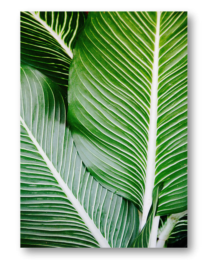 Leafe Poster – Print Material Wandbild, moderne Kunst & Fine Art Print von Spawnd, handgefertigt & Made in Germany