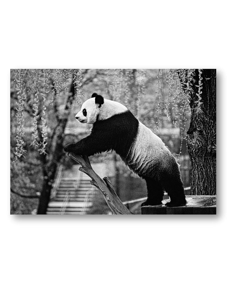 Panda Poster – Print Material Wandbild, moderne Kunst & Fine Art Print von Spawnd, handgefertigt & Made in Germany