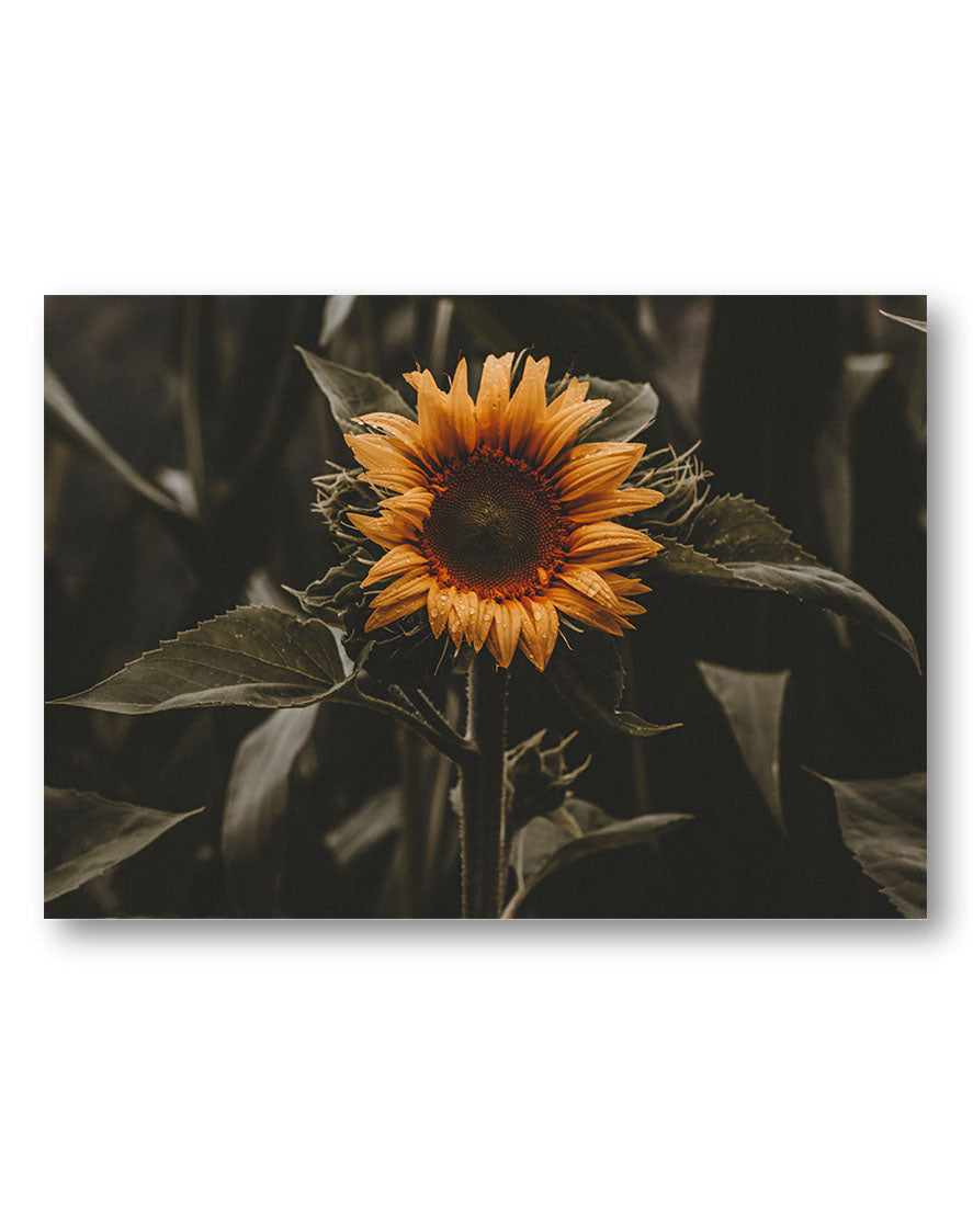 Sunflower Poster – Print Material Wandbild, moderne Kunst & Fine Art Print von Spawnd, handgefertigt & Made in Germany
