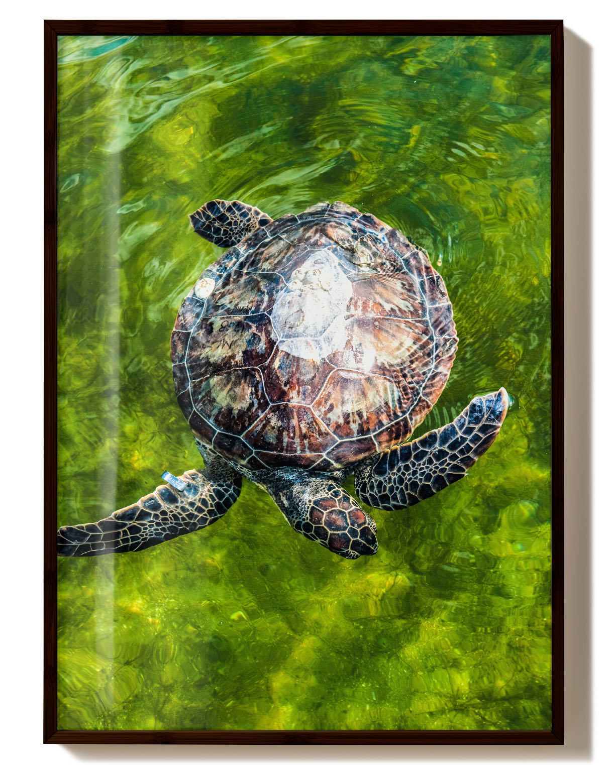 Turtle No.2 Poster – Print Material Wandbild, moderne Kunst & Fine Art Print von Spawnd, handgefertigt & Made in Germany