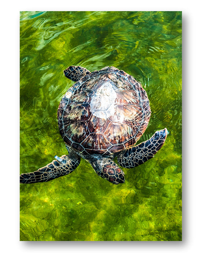 Turtle No.2 Poster – Print Material Wandbild, moderne Kunst & Fine Art Print von Spawnd, handgefertigt & Made in Germany