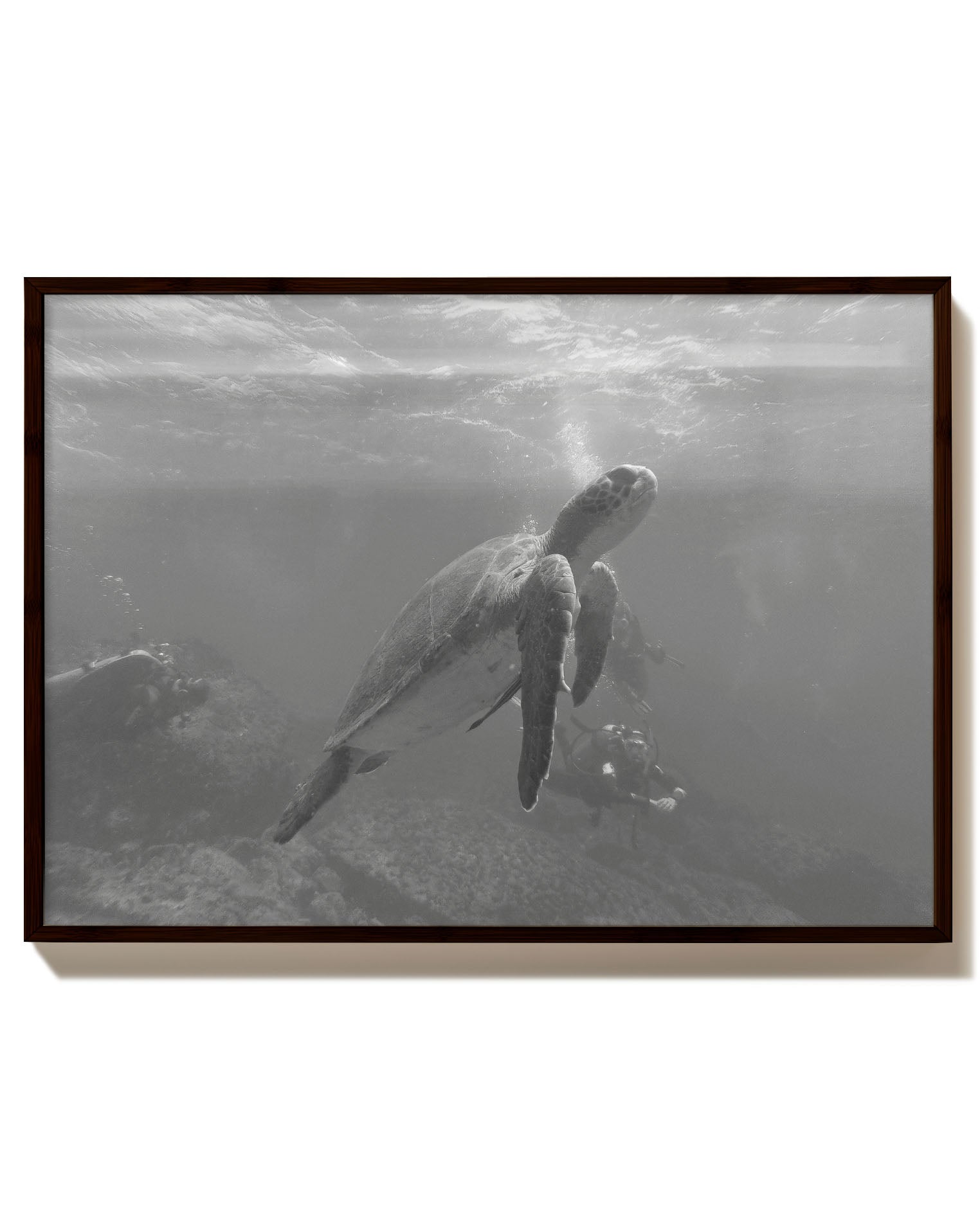 Turtle Poster – Print Material Wandbild, moderne Kunst & Fine Art Print von Spawnd, handgefertigt & Made in Germany