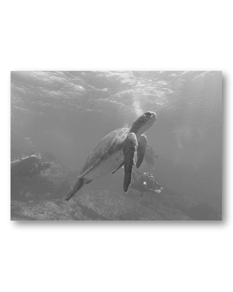 Turtle Poster – Print Material Wandbild, moderne Kunst & Fine Art Print von Spawnd, handgefertigt & Made in Germany