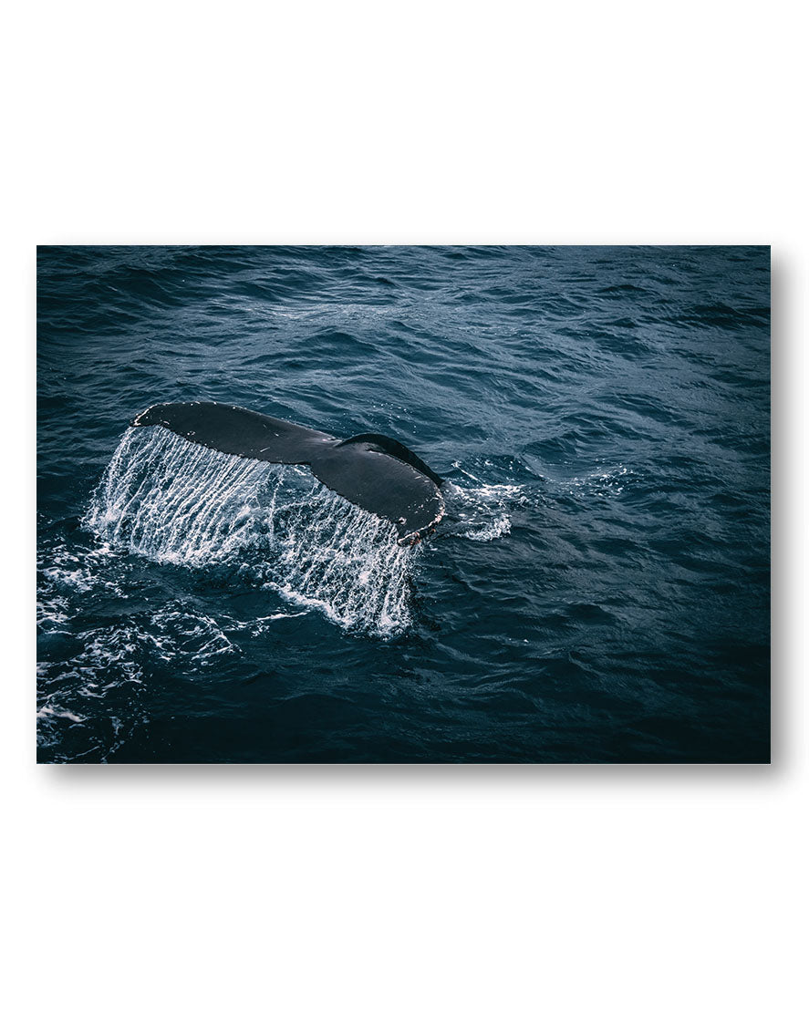 Whale Poster – Print Material Wandbild, moderne Kunst & Fine Art Print von Spawnd, handgefertigt & Made in Germany