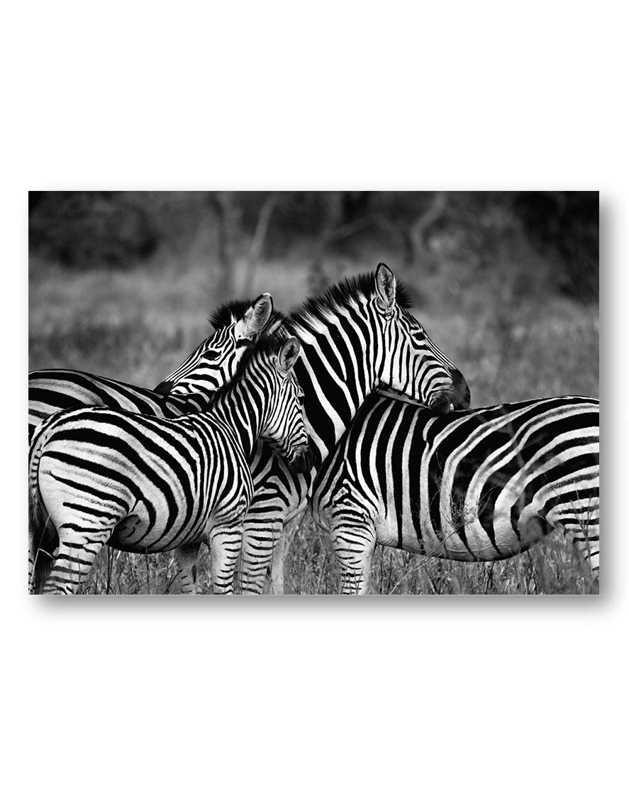 Zebra Poster – Print Material Wandbild, moderne Kunst & Fine Art Print von Spawnd, handgefertigt & Made in Germany